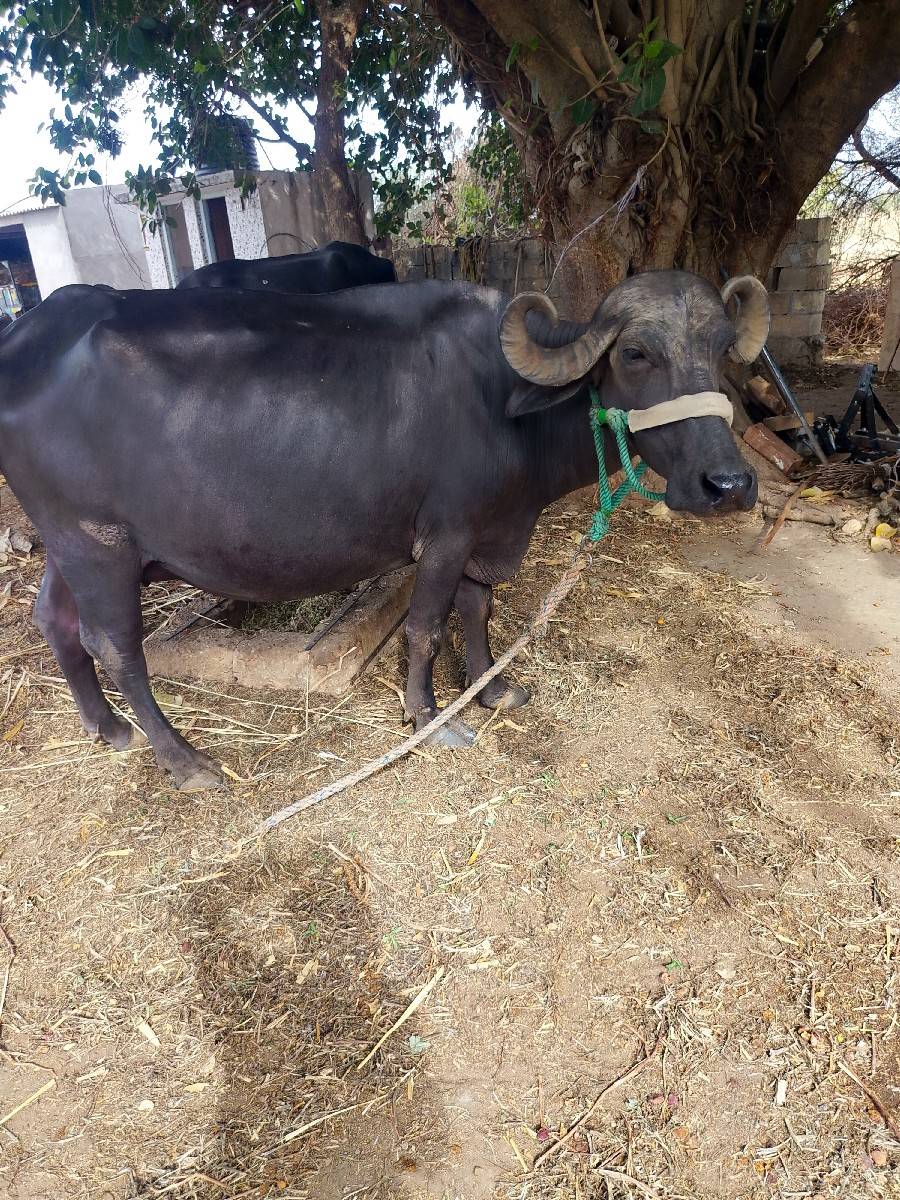 ભેંસ વેચવાની છે