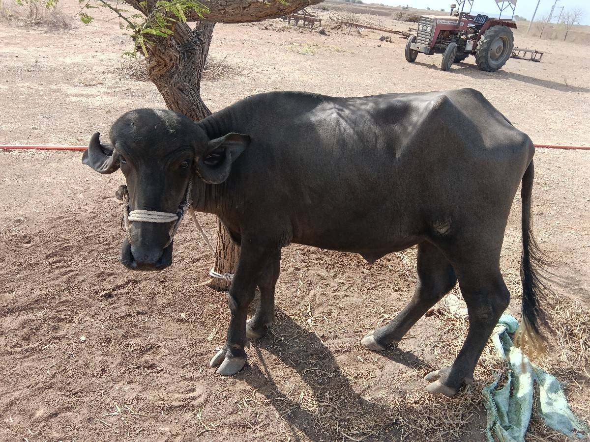 ખડેલી છે
