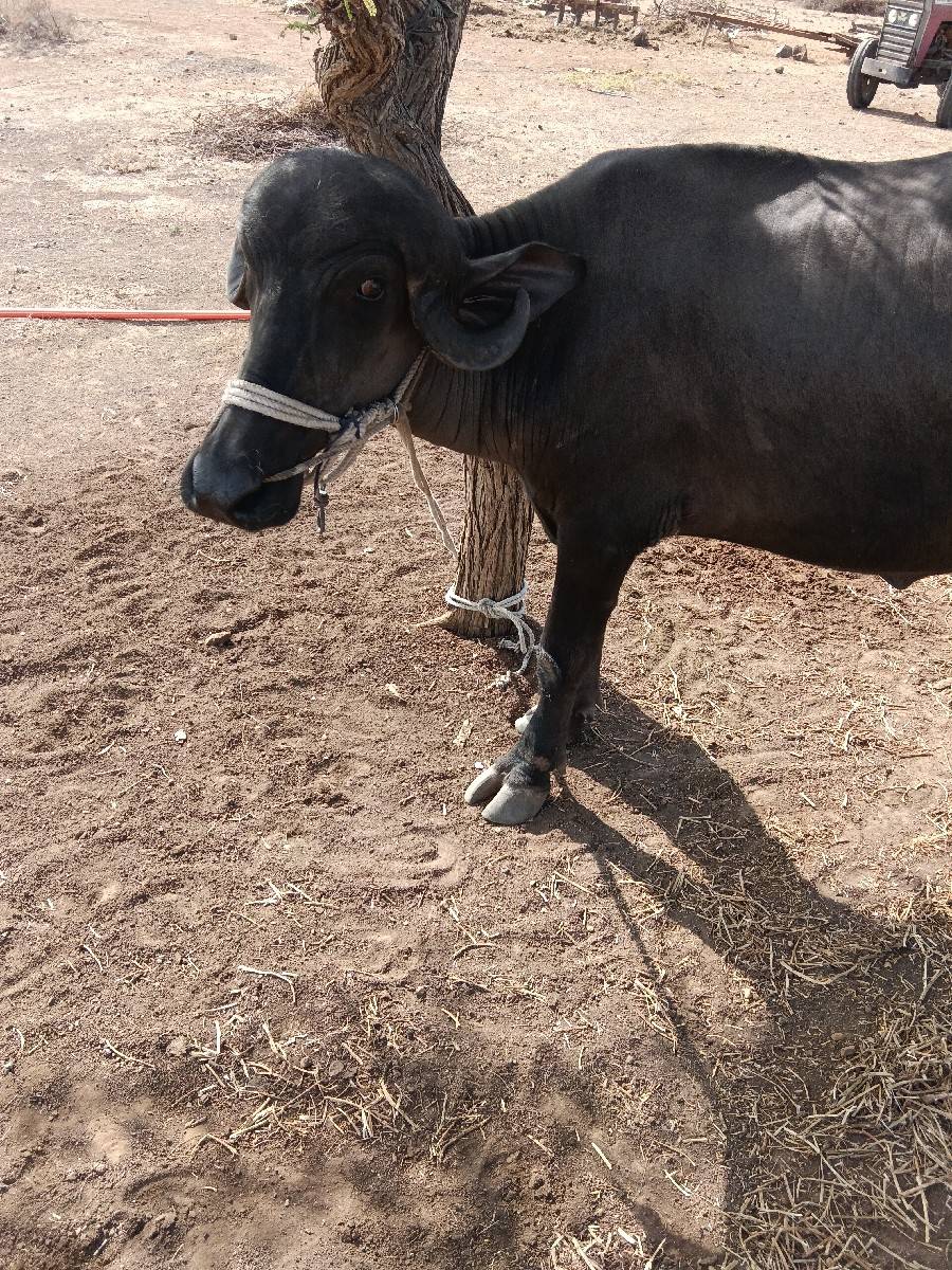 ખડેલી છે