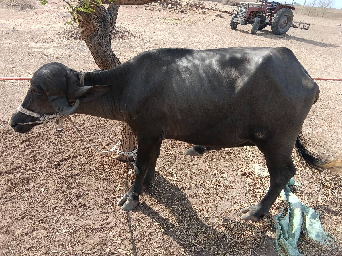 ખડેલી છે