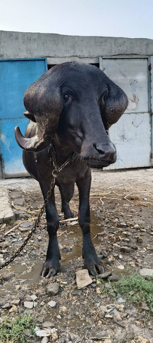 જાફરાબાદી પાડો વેચવાનો છે