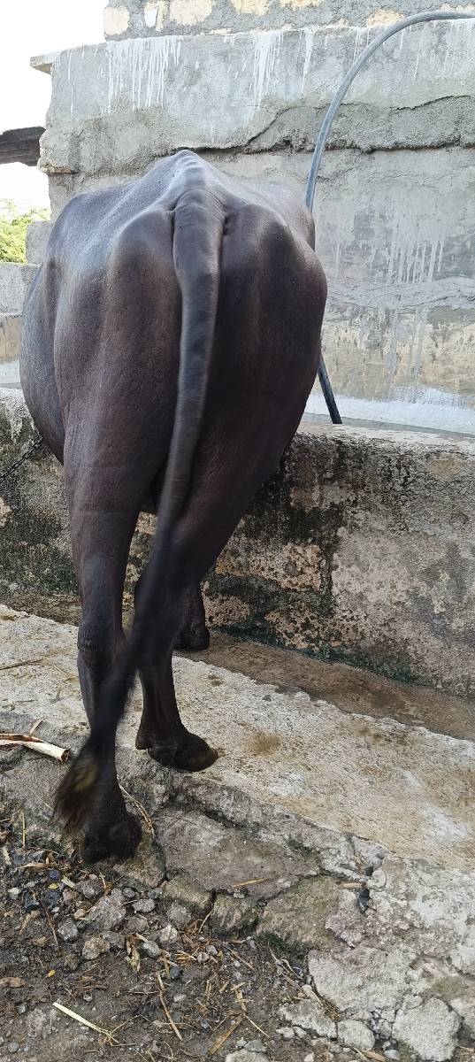 જાફરાબાદી પાડો વેચવાનો છે