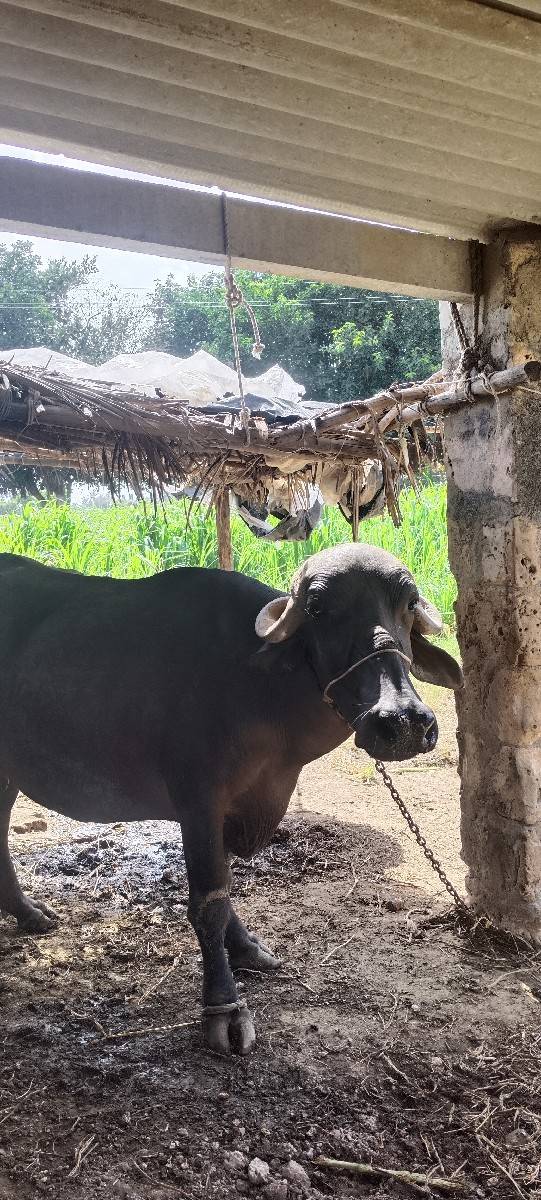 ભેંસ વેચવાની છે