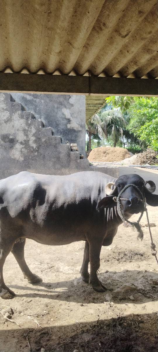 ભેંસ વેચવાની છે