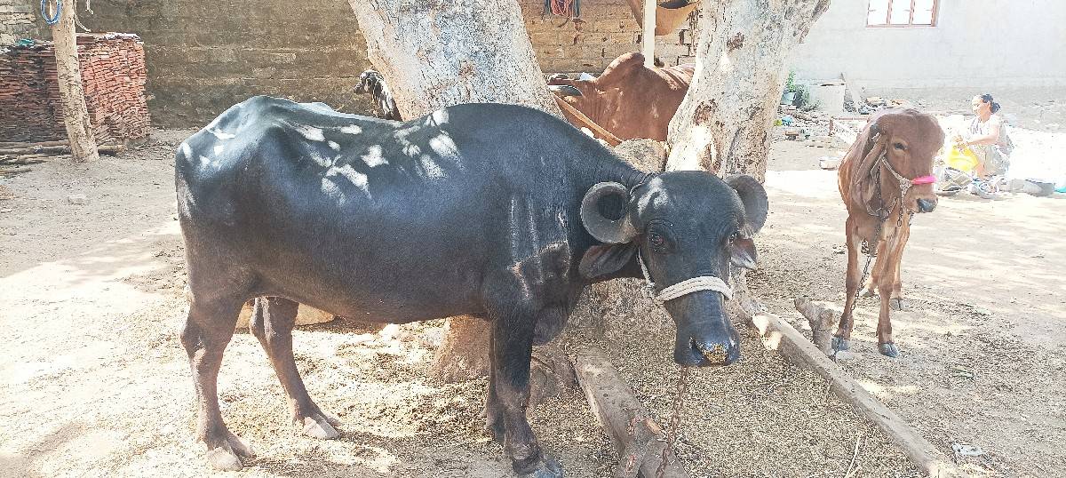 ભેંસ વેસવાની છે
