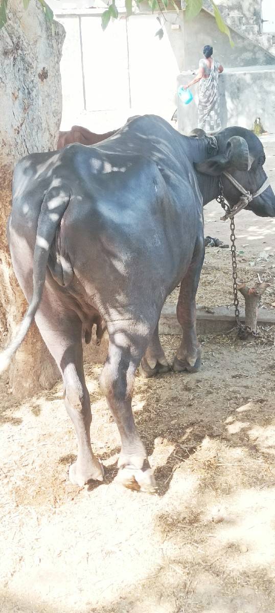 ભેંસ વેસવાની છે
