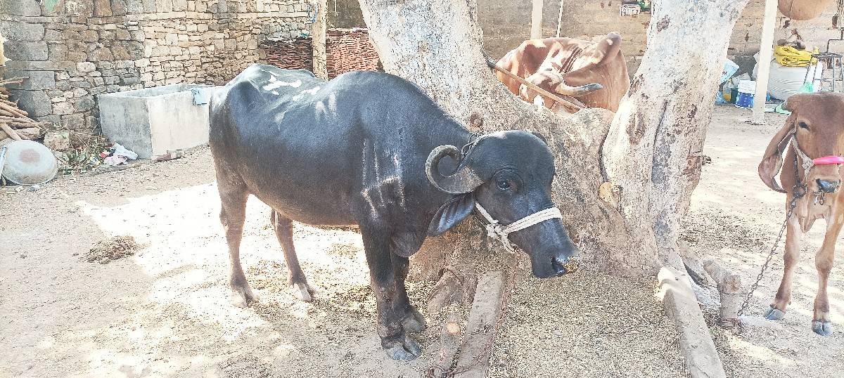 ભેંસ વેસવાની છે