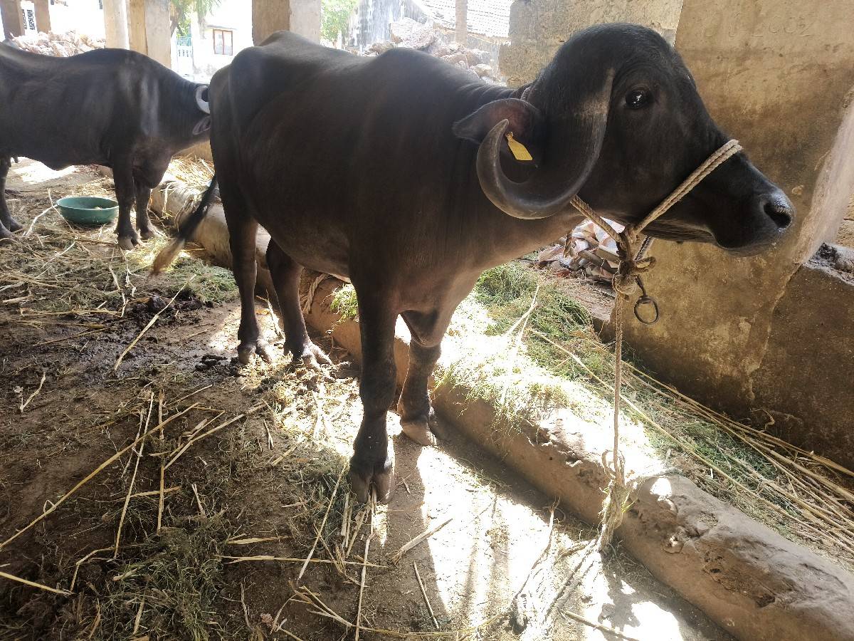 ચાર વર્ષની પડેલી
