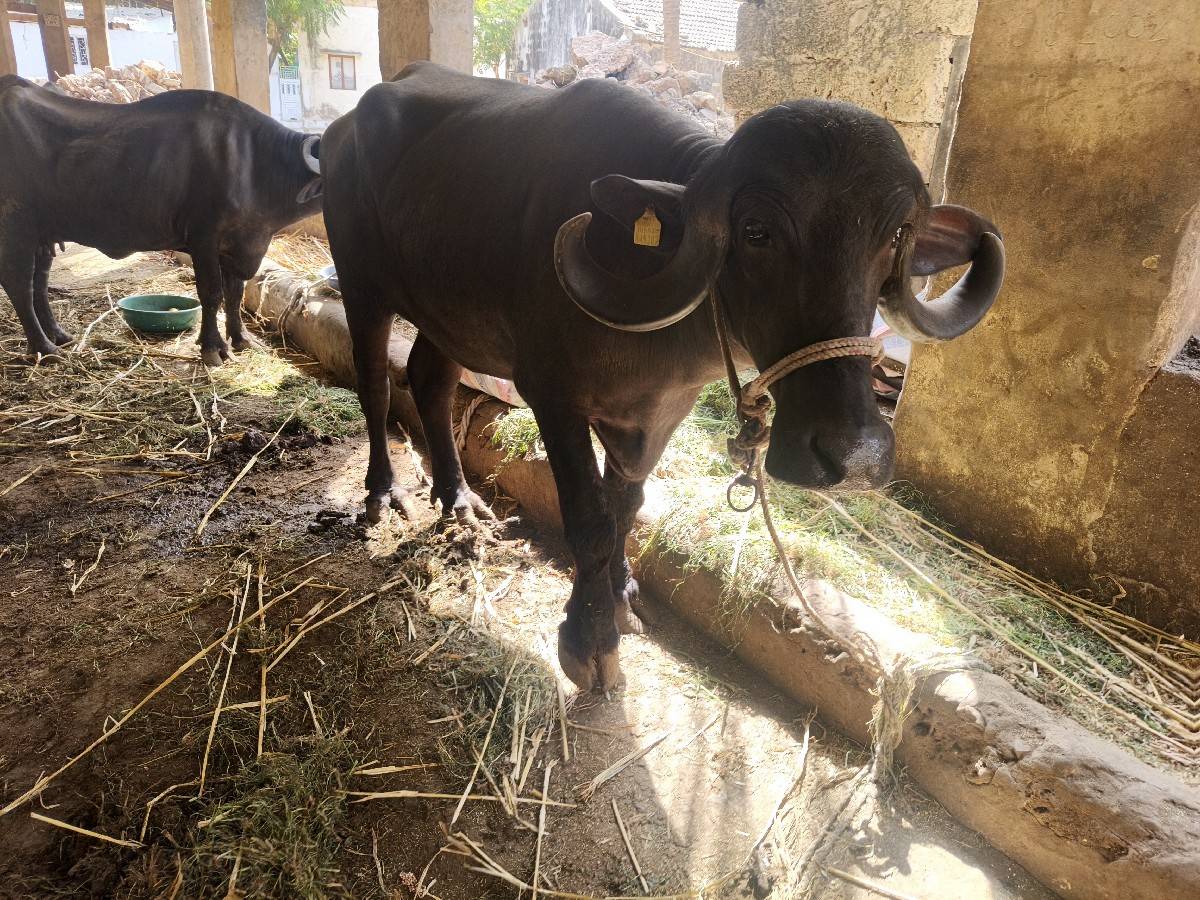 ચાર વર્ષની પડેલી