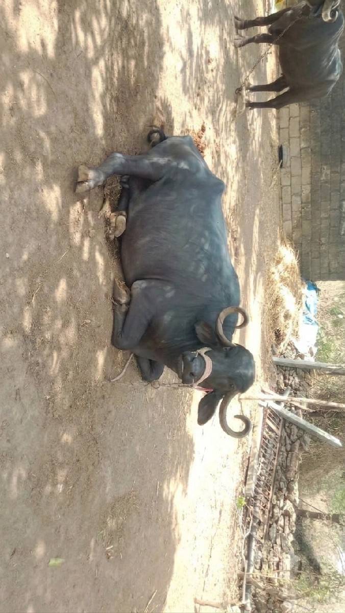 આ ભેંસ વેચવાની છે