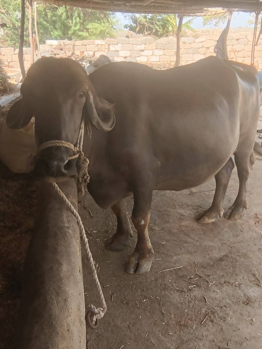 ભેંસ વેચવાની છે