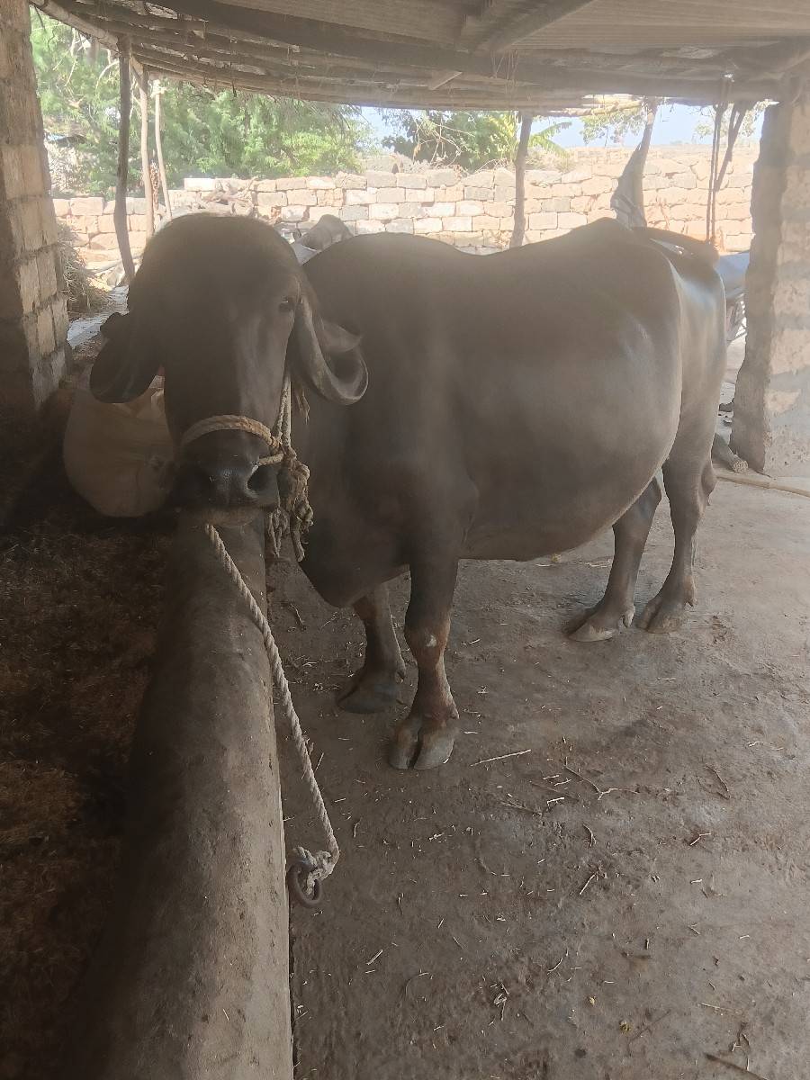ભેંસ વેચવાની છે