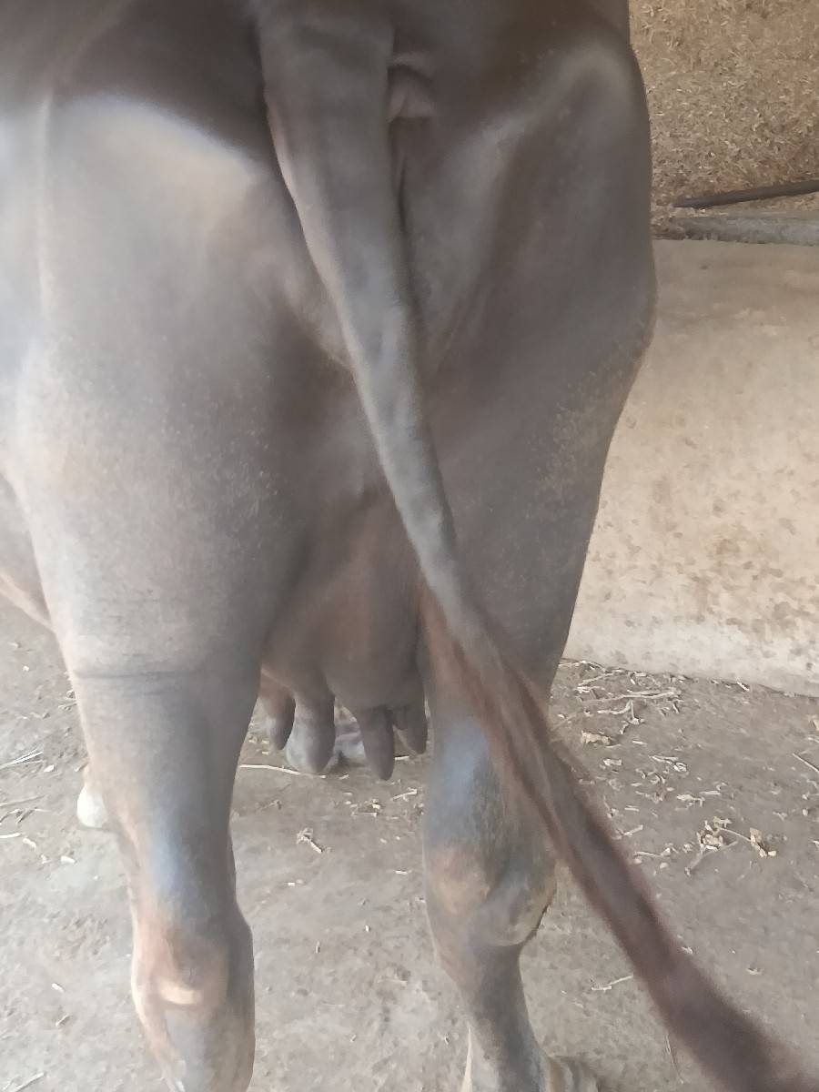 ભેંસ વેચવાની છે