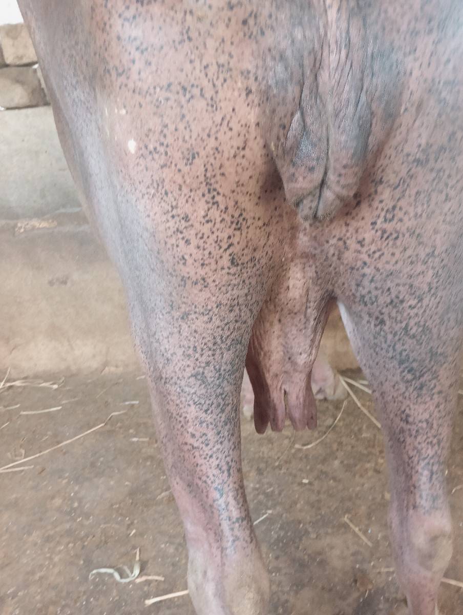 ભેંસ વેચવાની છે