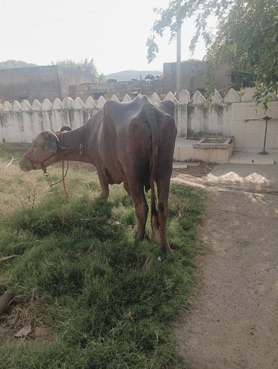 ભેંસ વેચવાની છે