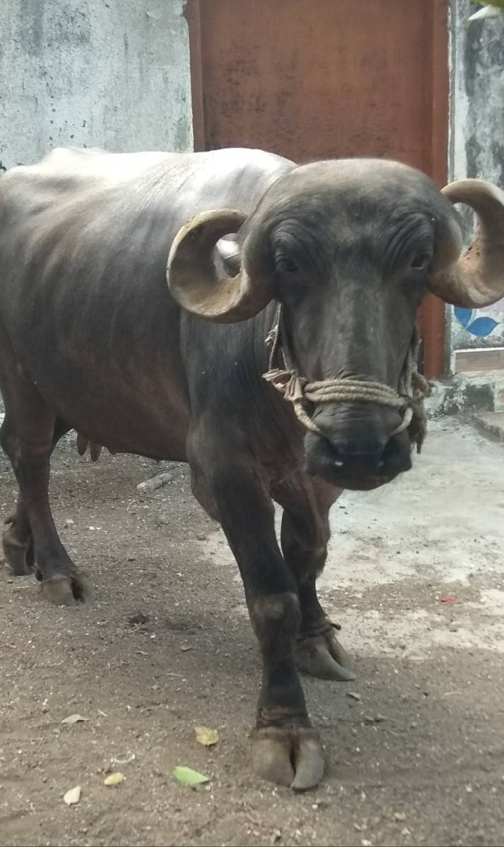ભેંસ વેચવાની છે