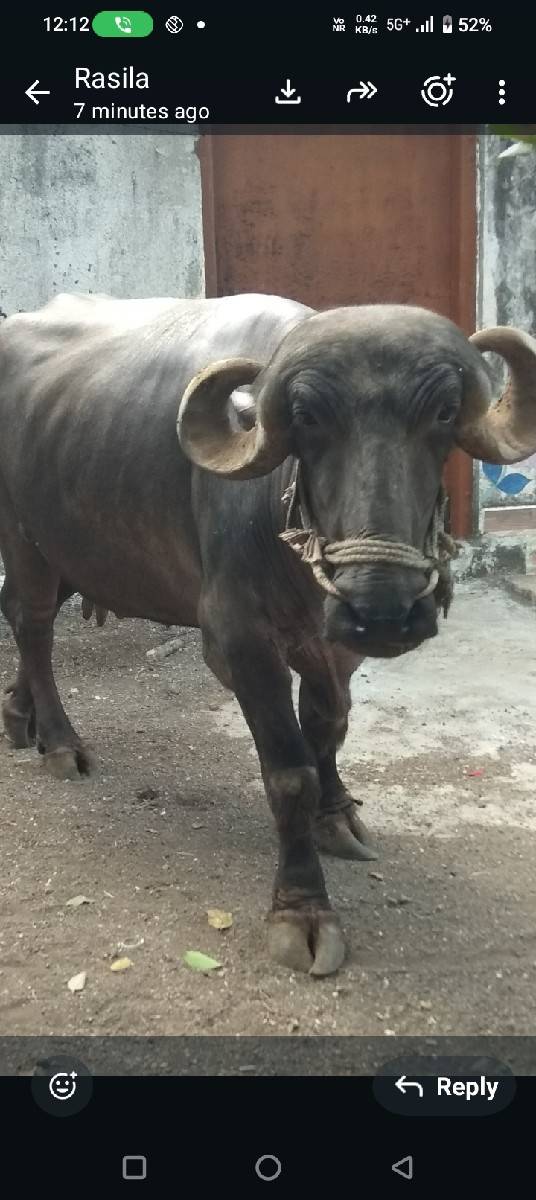 ભેંસ વેચવાની છે