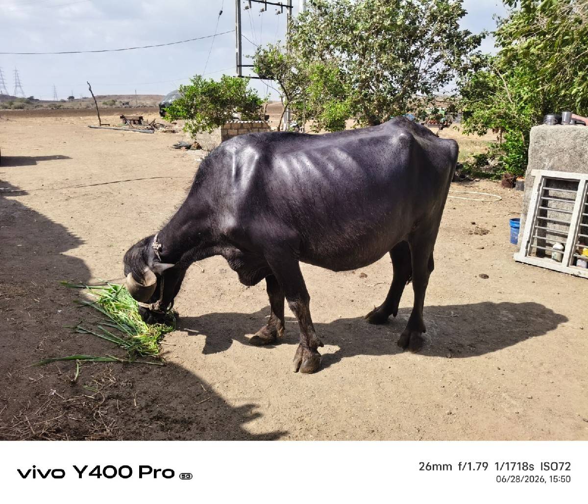 એક મહીના કાચિ સે