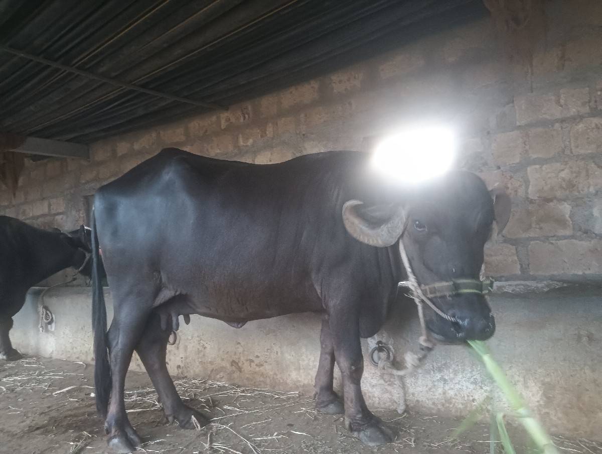 ભેંસ 3 વેતર 1.5 વાર