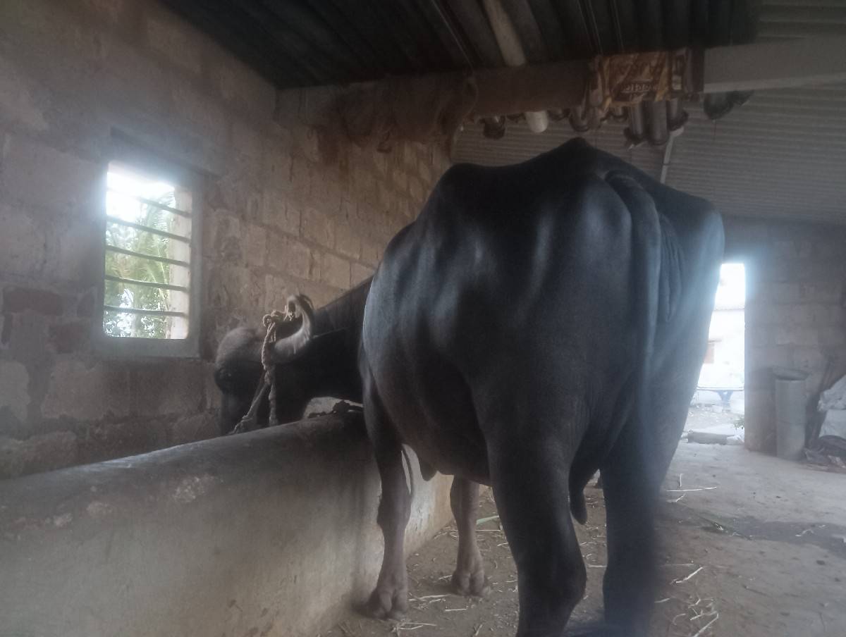 ભેંસ 3 વેતર 1.5 વાર