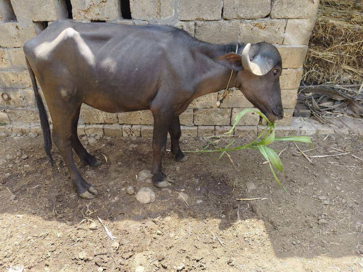 પાડી