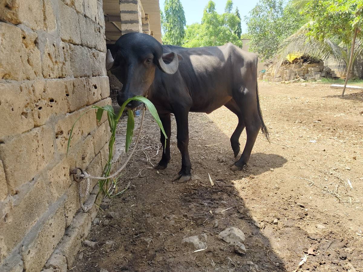 પાડી