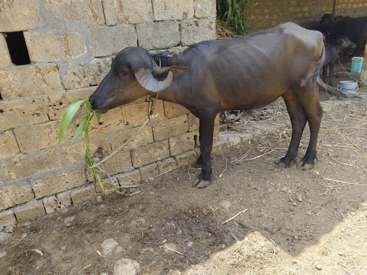 પાડી