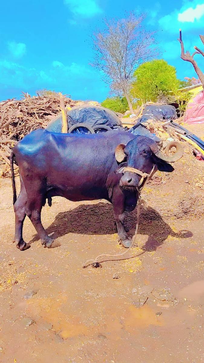 ભેસ વેચવાનિ છે