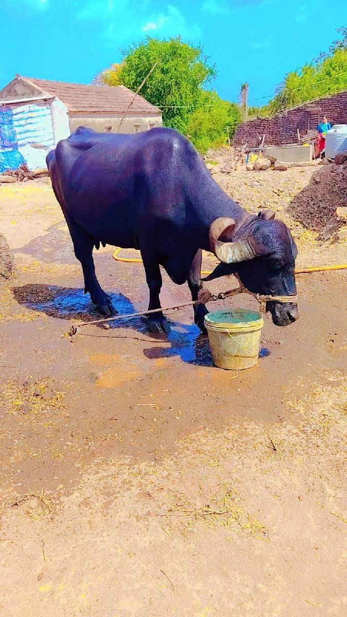 ભેસ વેચવાનિ છે