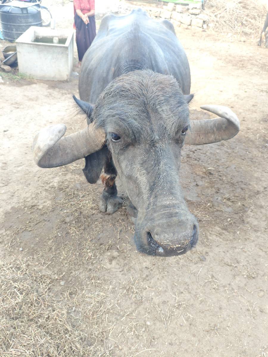 આ ભેંસ વેચવાની છે.