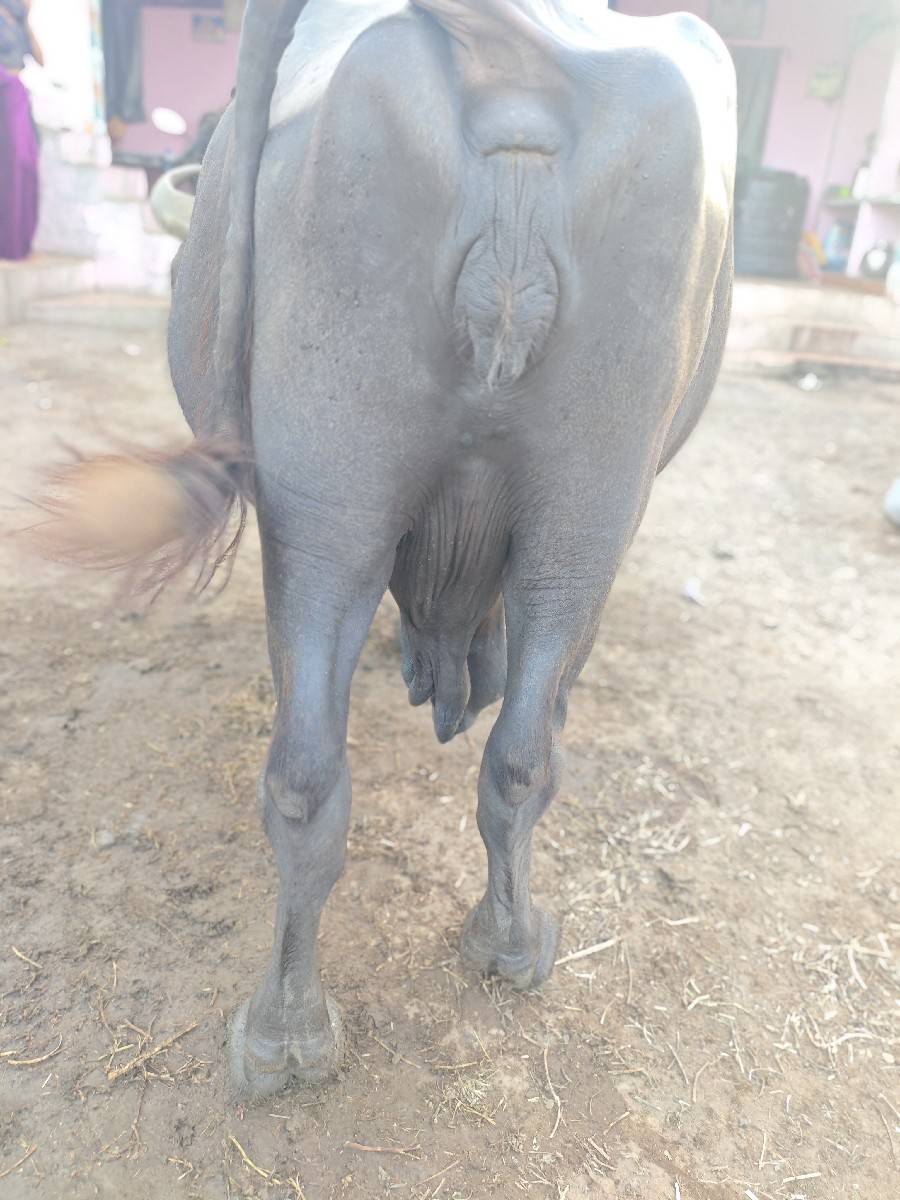આ ભેંસ વેચવાની છે.