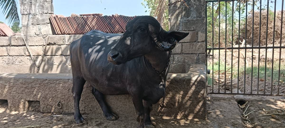 ભેંસ બેચવા ની છે