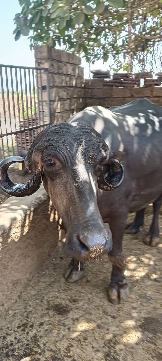 ભેંસ બેચવા ની છે