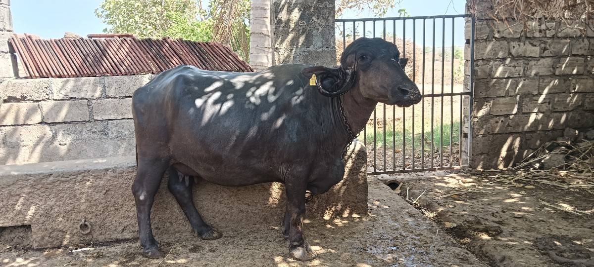 ભેંસ બેચવા ની છે
