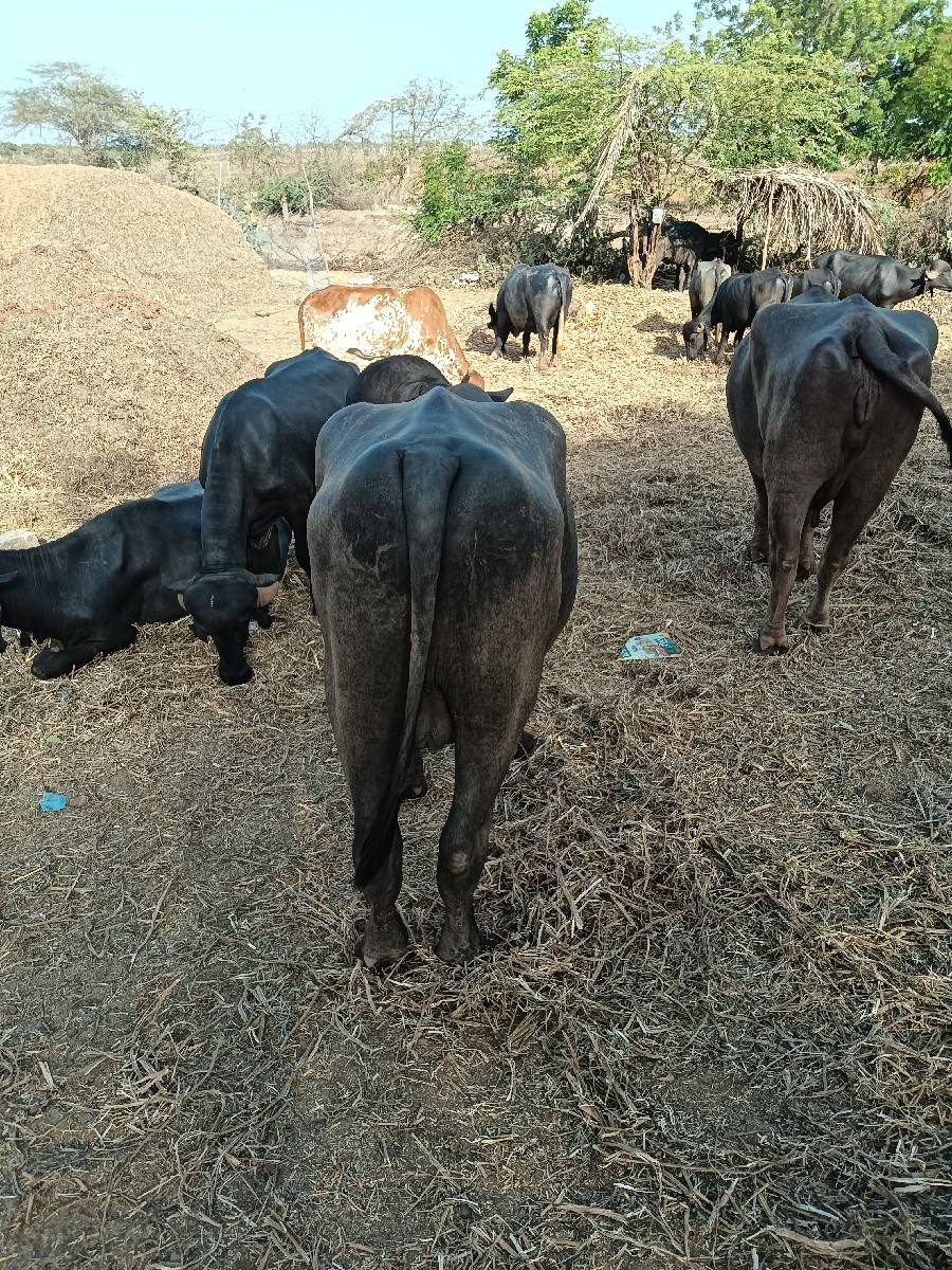 પાડો