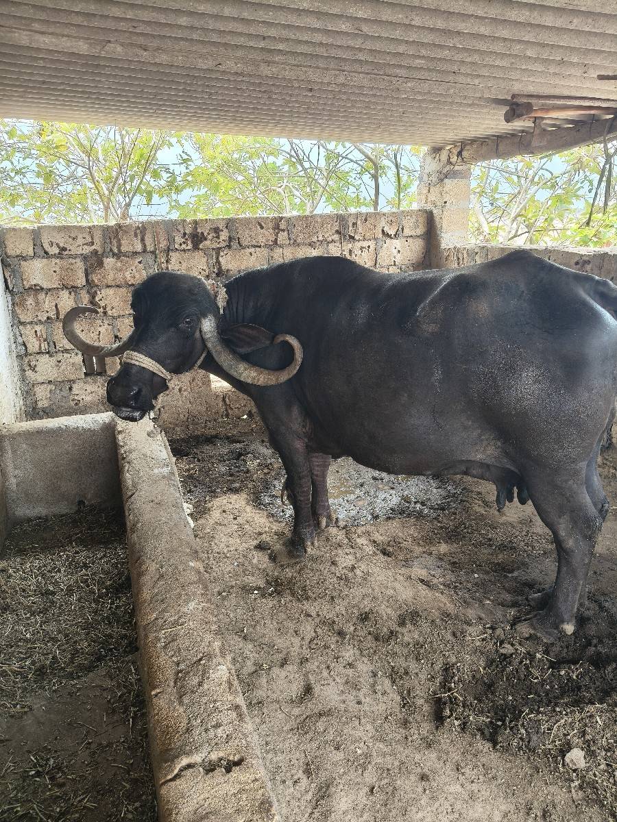 આ ભેંસ વેચવાની સે