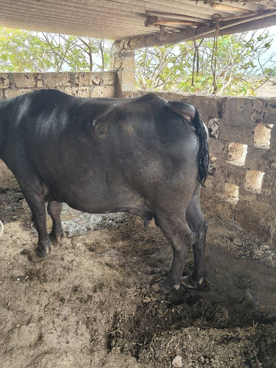 આ ભેંસ વેચવાની સે
