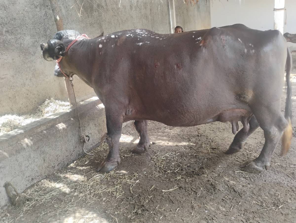 વેસવાનીછે