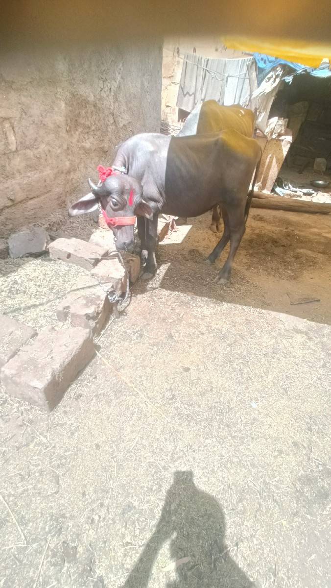ખડેલી વેચવાની છે
