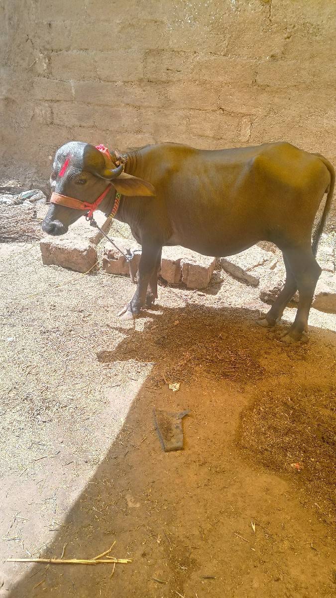 ખડેલી વેચવાની છે