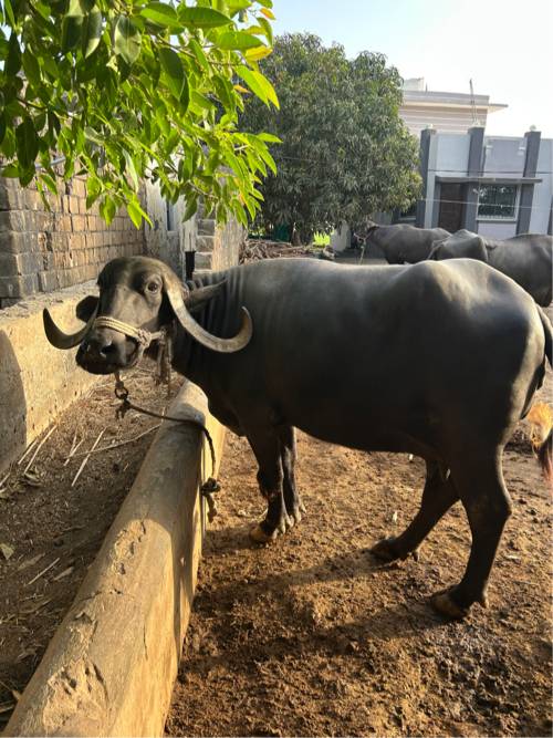 ભેંસ
