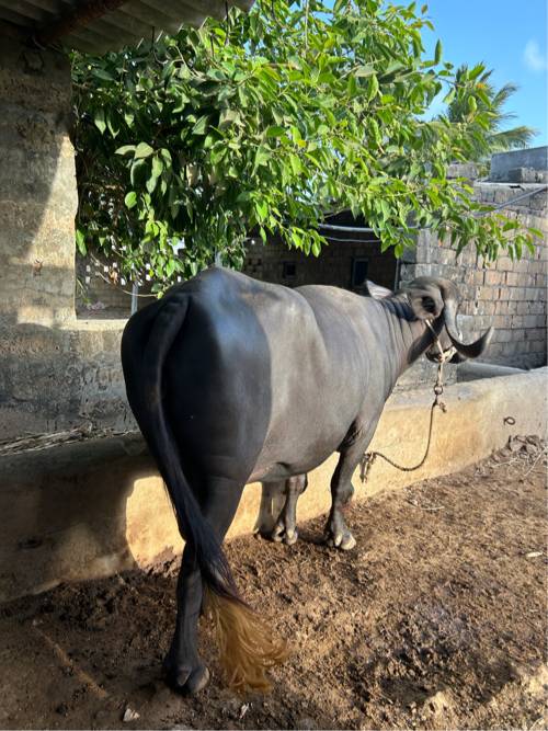 ભેંસ