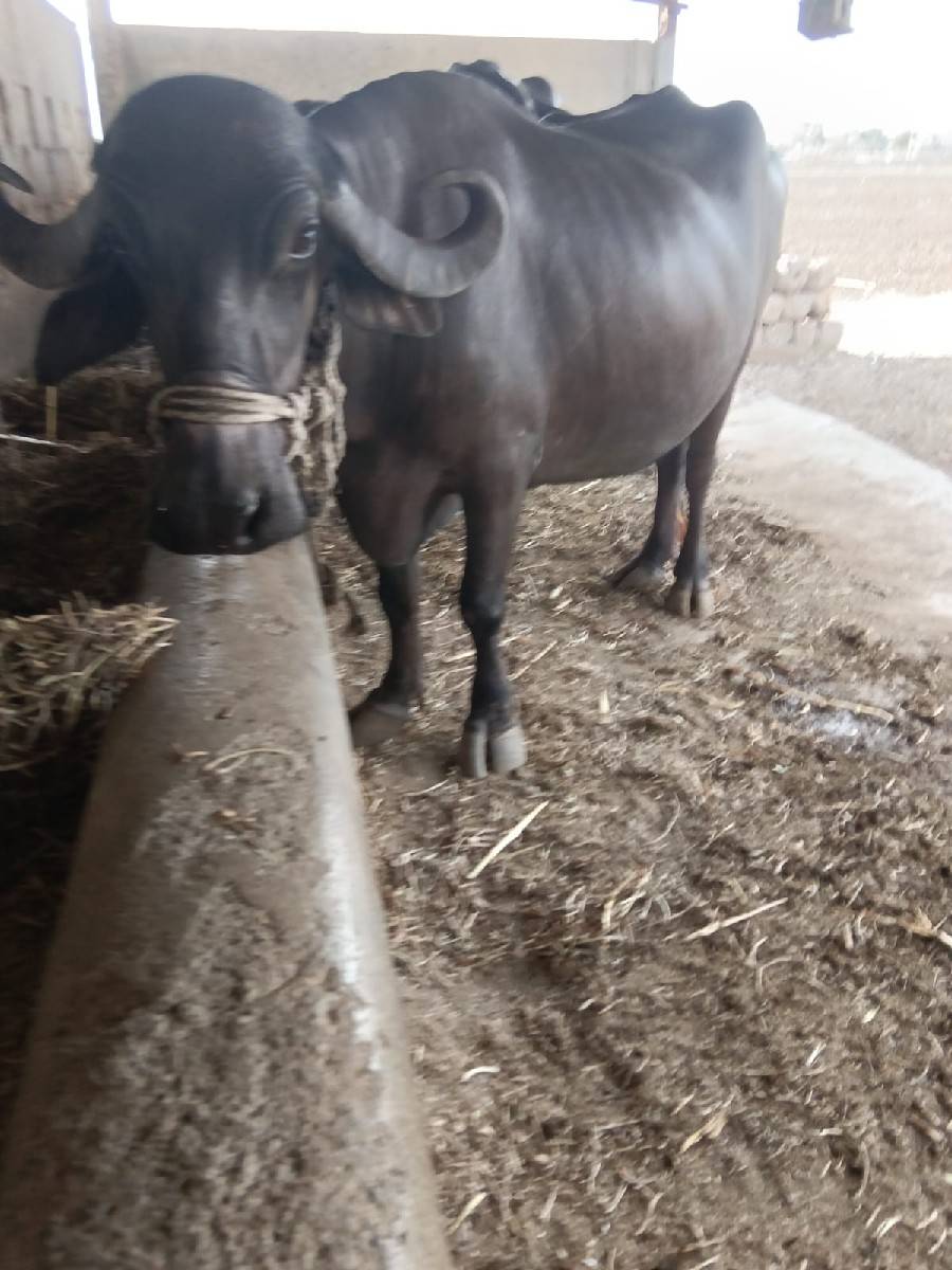 બીજો વેતર 15 દિવસની વાર