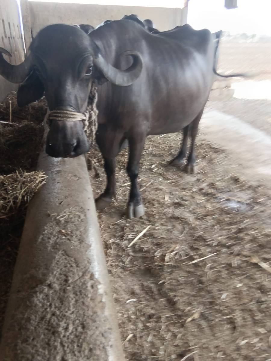 બીજો વેતર 15 દિવસની વાર