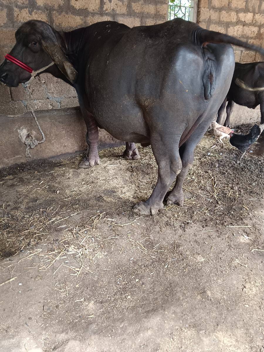 ભેંશ વેચવાની છે