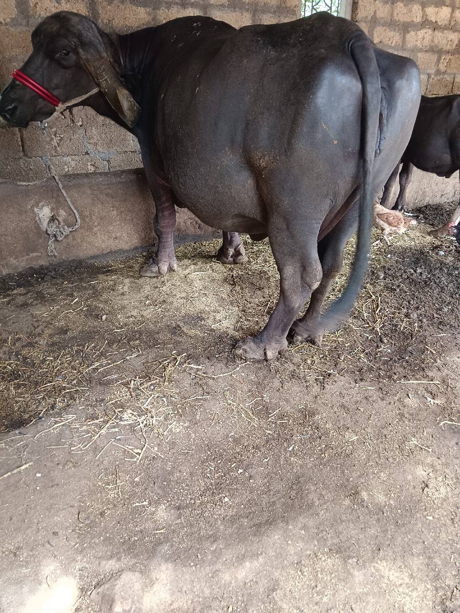 ભેંશ વેચવાની છે