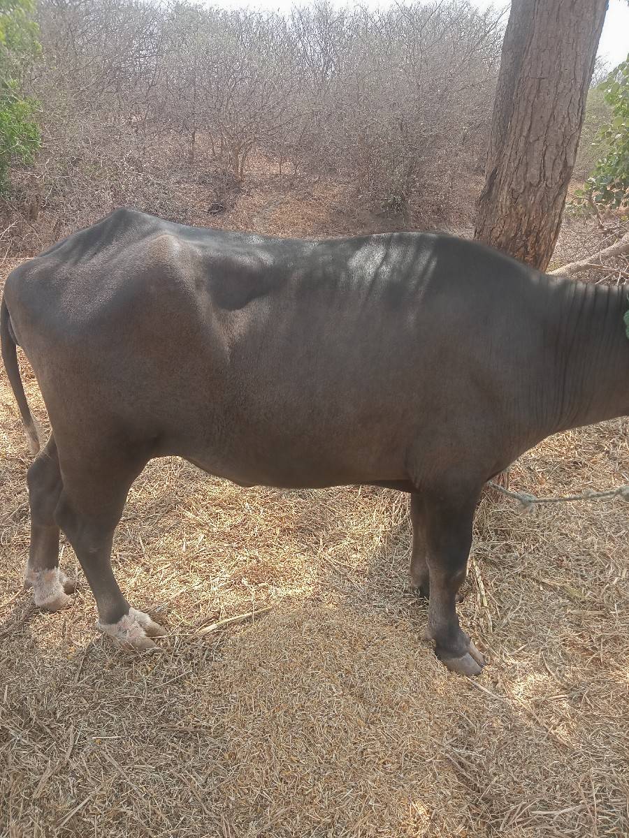 કડેલી વેચવાની છે