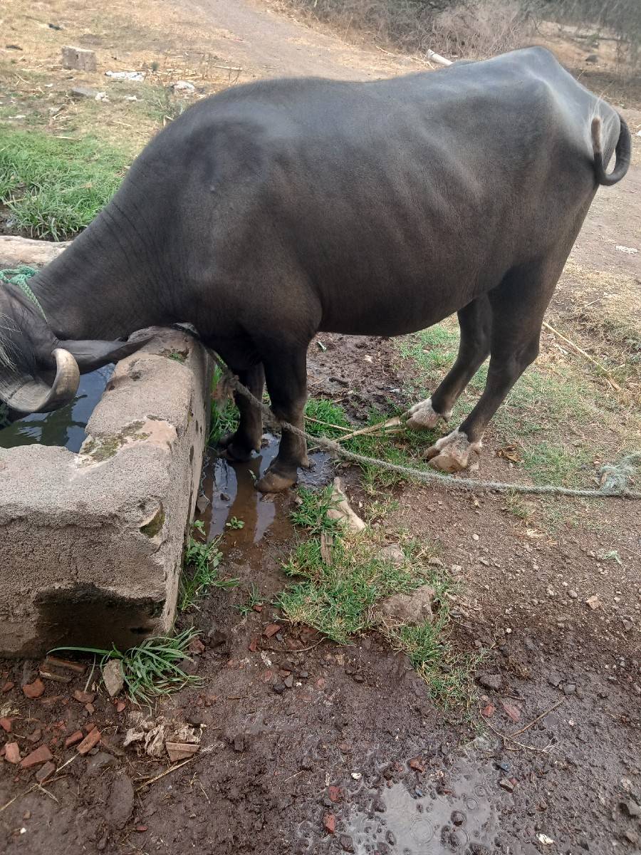 કડેલી વેચવાની છે
