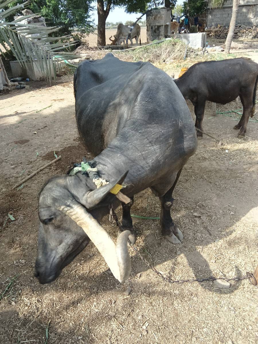 વેચવાની છે