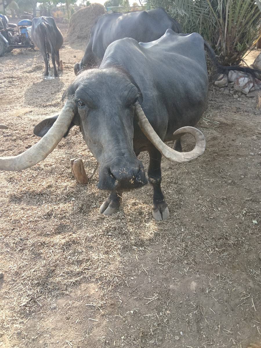 વેચવાની છે